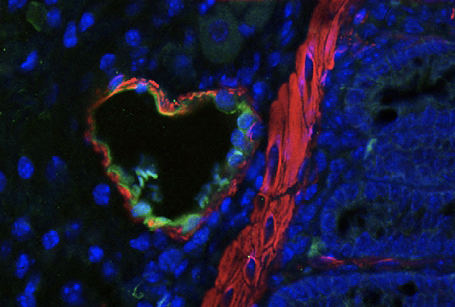 Visuel représentant une structure biologique