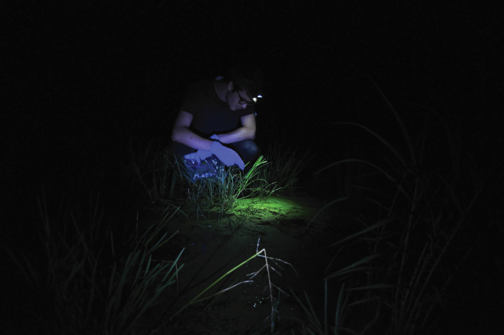 Zones radio-contaminées : quels effets à long terme sur la biodiversité ?